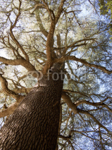 Fototapety cedar tree