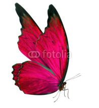 Fototapety beautiful butterfly isolated on white