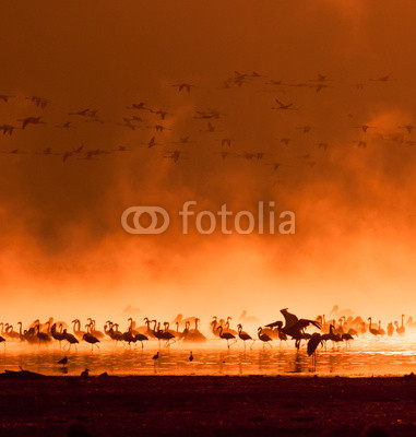 flocks of flamingos in the sunrise