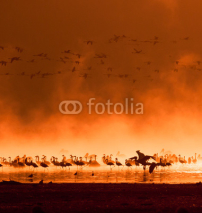 Naklejki flocks of flamingos in the sunrise