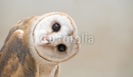 Naklejki common barn owl ( Tyto albahead ) close up