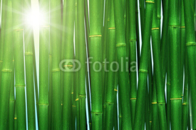 Naklejki Bamboo forest