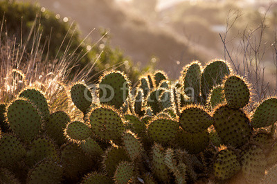 Cactus morning