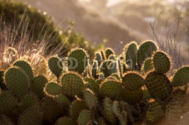 Fototapety Cactus morning