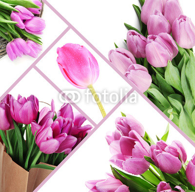 Collage of beautiful tulips close up
