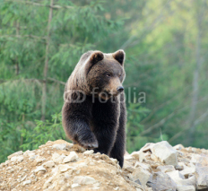 Fototapety Bear