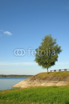 Naklejki Tree on the bank of the lake