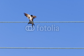 Fototapety Swallows