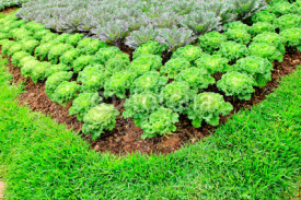 Fototapety Cabbage plants