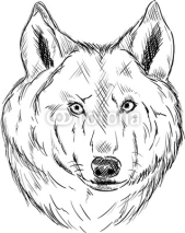 Fototapety Wolf head