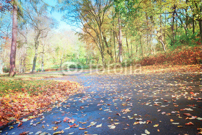 road in fallpark with golden leaves at sunny day, retro toned