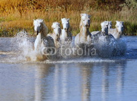 Fototapety Horse Splash