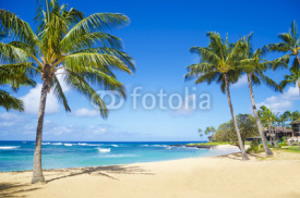 Naklejki Palm trees on the sandy beach in Hawaii