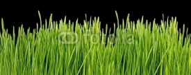 Fototapety Close up of the green grass on black background