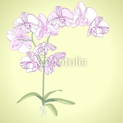 Phalaenopsis orchid background