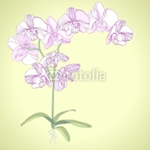 Obrazy i plakaty Phalaenopsis orchid background