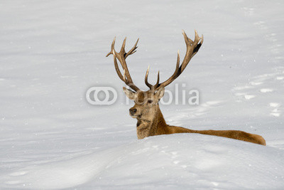 Deer on the snow background