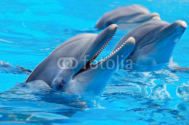 Naklejki Three beautiful and funny dolphins