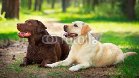 Naklejki two  labrador retriever dog