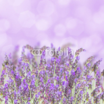Lavender flowers on white