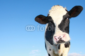 Naklejki holstein cow against blue sky