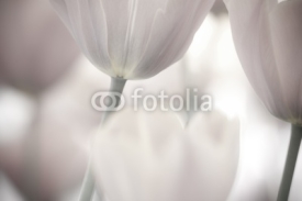 Fine art of close-up Tulips, blurred and sharp