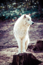 Naklejki Arctic white wolf