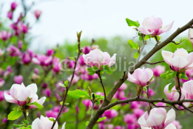 Fototapety Pink magnolia