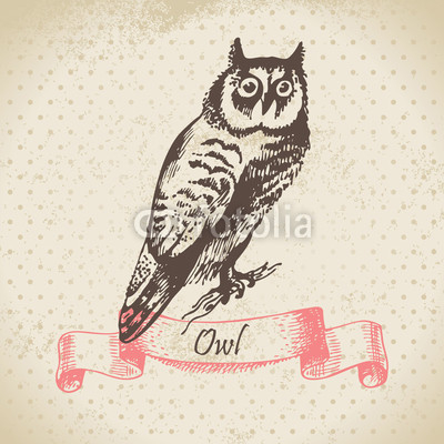 Owl bird, hand-drawn illustration