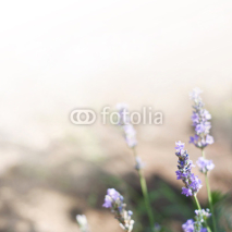 Naklejki Lavender