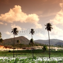 Fototapety sunrise palm