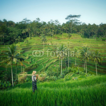 Naklejki Bali rizières, Indonésie