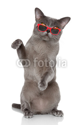 British cat sits in sunglasses