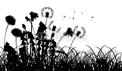 silhouettes of dandelions in grass isolated on white