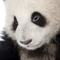 Naklejki Giant Panda (6 months) - Ailuropoda melanoleuca