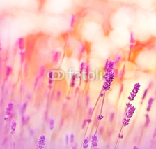 Naklejki Beauriful lavender in my flower garden with soft focus