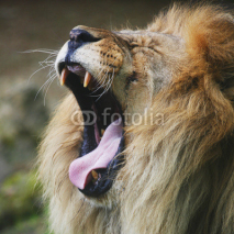 Fototapety the lion's roar