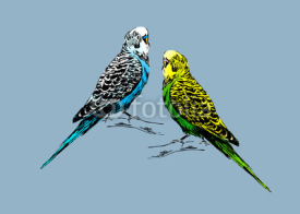 Fototapety Colored drawing of two budgies. Vector illustration