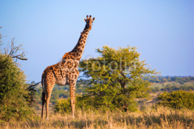 Naklejki Giraffe on savanna. Safari in Serengeti, Tanzania, Africa