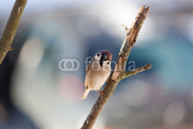 Naklejki Sparrow in winter day