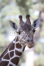 Fototapety Giraffe