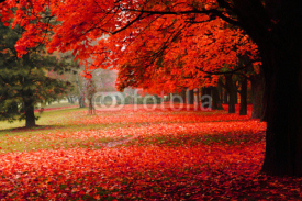 Fototapety red autumn in the park