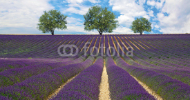 Fototapety Provence