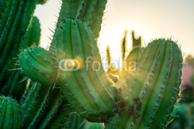 Fototapety Atardecer en medio de un cactus