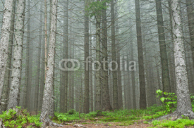 Fototapety fog in the forest