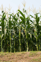 Naklejki corn cob on a field in summer