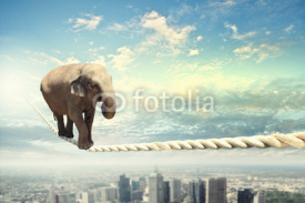 Naklejki Elephant walking on rope