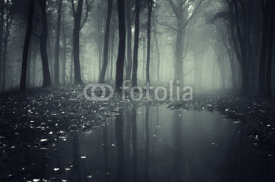 Fototapety pond in a forest with fog