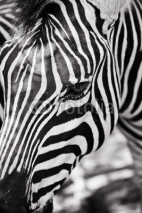 Naklejki Zebra Closeup