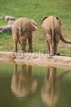 Obrazy i plakaty couple d'elephants